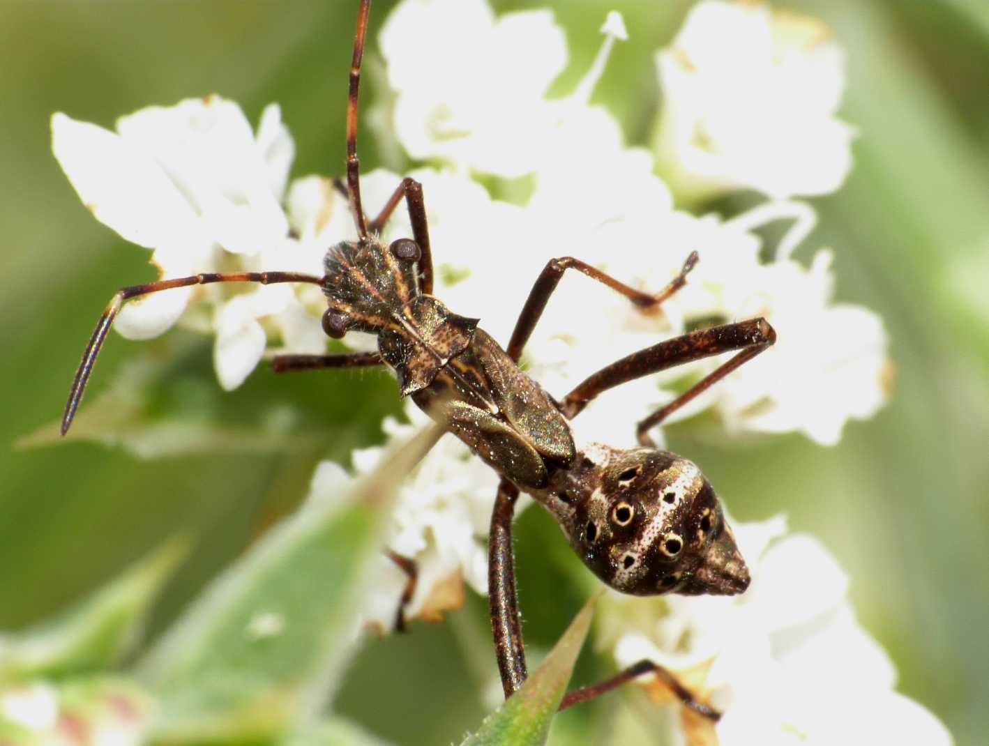 Alydidae: Camptopus lateralis (ninfa) della Sardegna